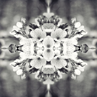 Beautiful kaleidoscopic black and white cherry blossom art. Mirrored, reflected effect. Perfect for hotel art, office art or home interior design.