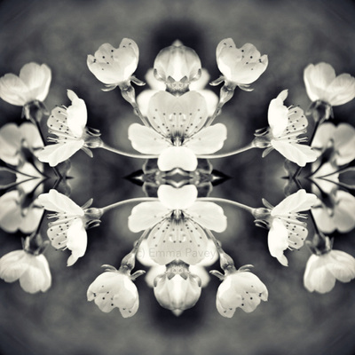 Beautiful kaleidoscopic black and white cherry blossom art. Mirrored, reflected effect. Perfect for hotel art, office art or home gallery.