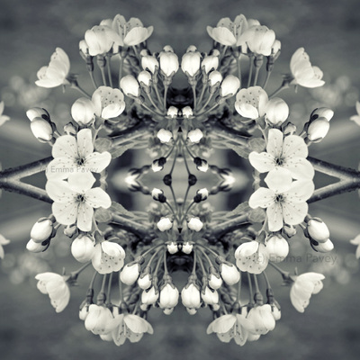 Beautiful kaleidoscopic black and white cherry blossom art. Mirrored, reflected effect. Perfect for hotel art, office art or home gallery.