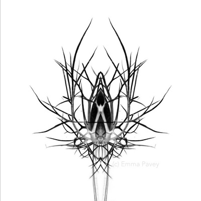 Minimalist, modern and dramatic black and white digital art abstract image  of thistle. Bold nature-inspired art for hotels, office or home.