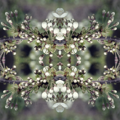 Beautiful kaleidoscopic soft green cherry blossom art. Mirrored, reflected effect. Perfect for hotel art, office art or home gallery.
